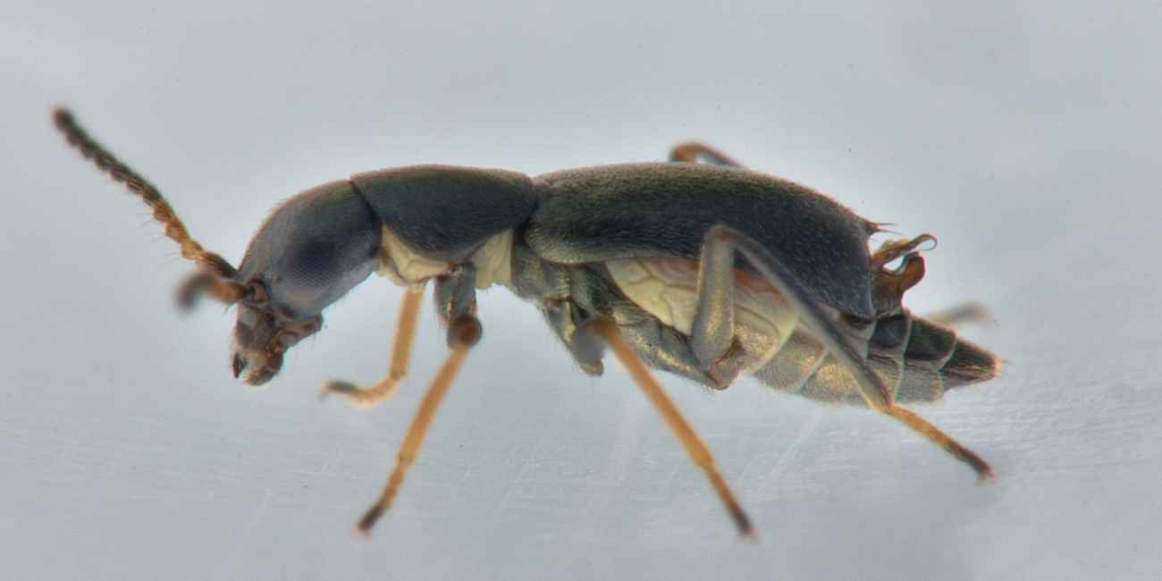 Malachiidae: Charopus  sp?  S. Charopus varipes, m & f